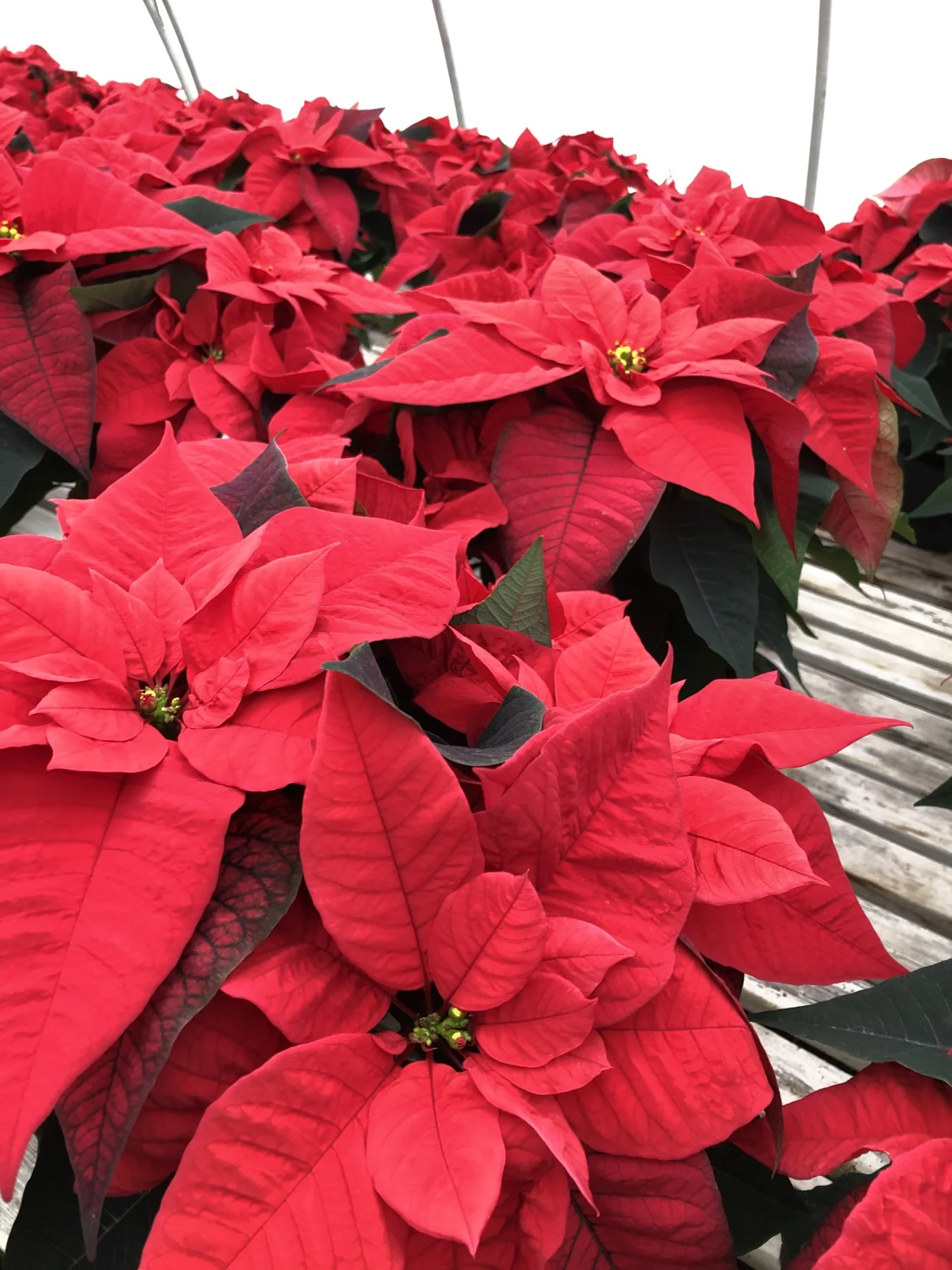 Benches of red poinsettias in a greenhouse, for the Christmas store.