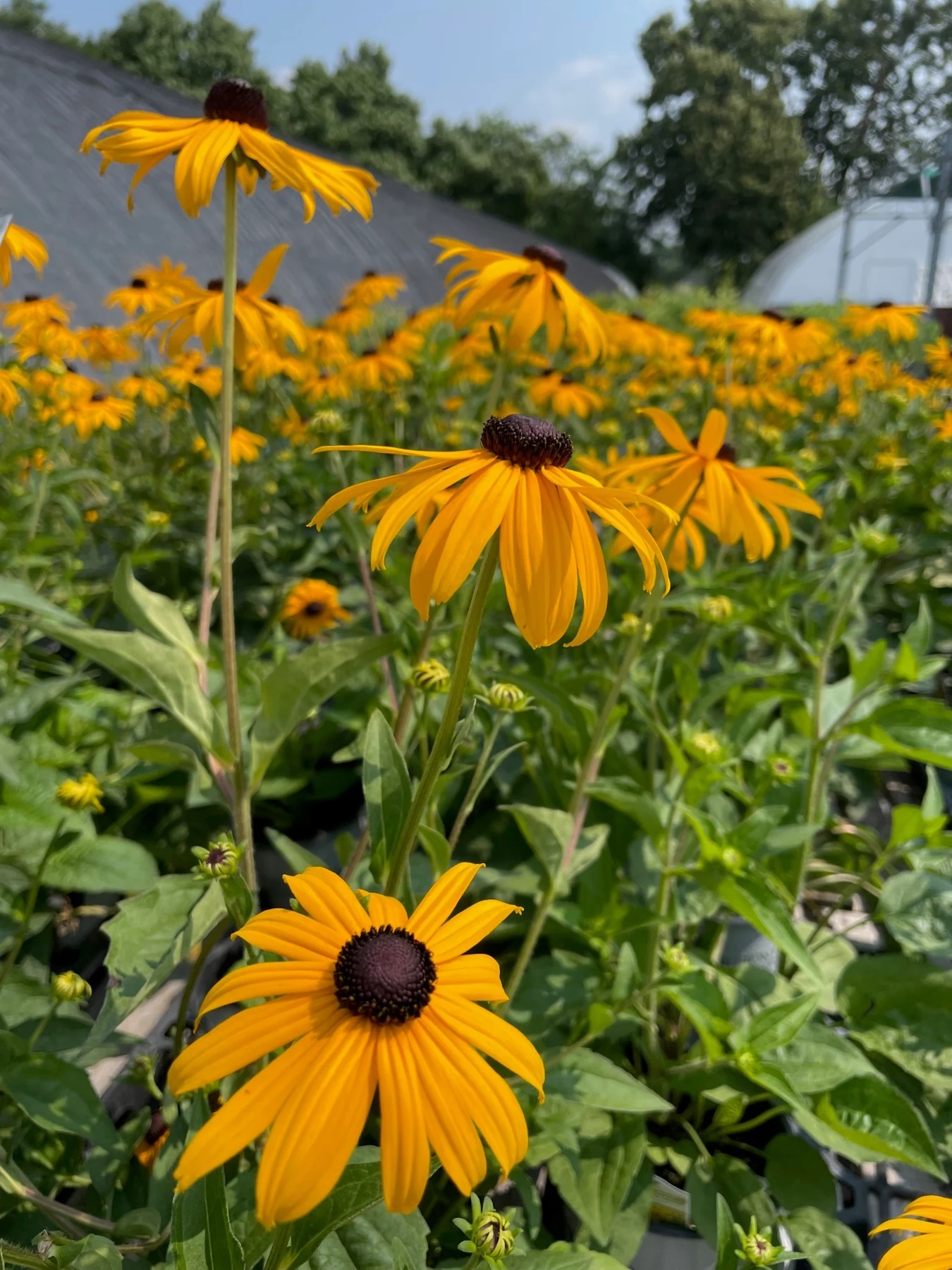 A field of black-eyed Susans in bloom in front of the nursery's greenhouse roofs.