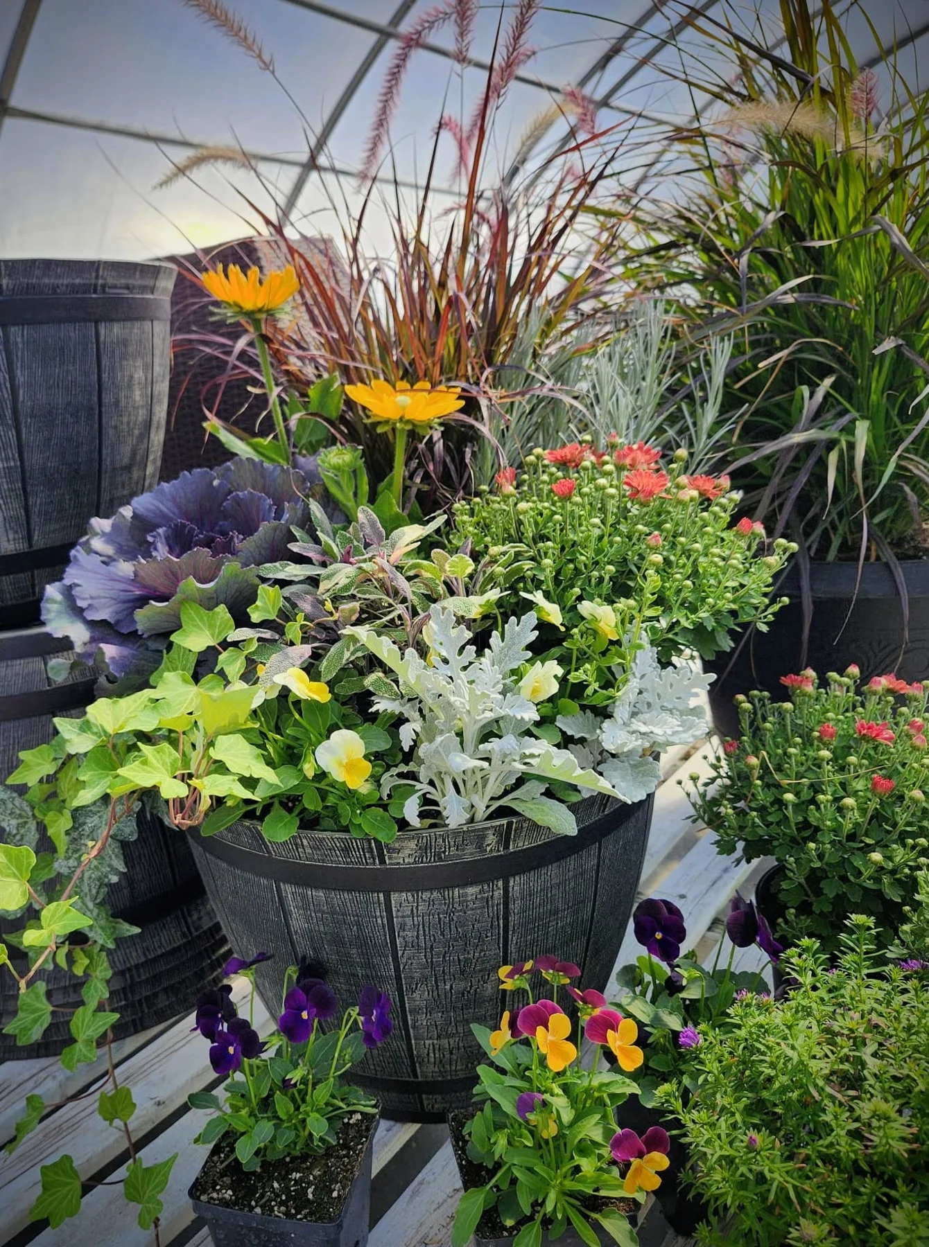 An autumn barrel planter made up at the nursery — ornamental kale, mums, dusty miller, ivy, pansies and fountain grass.
