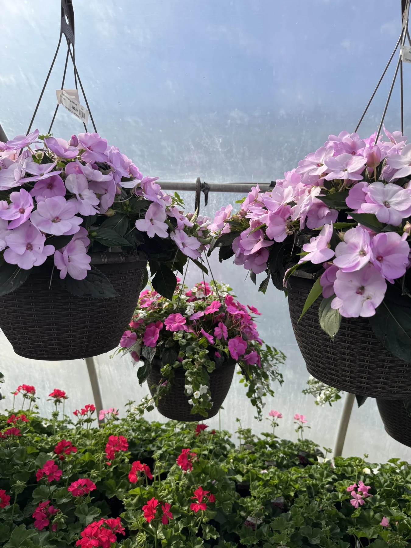 Hanging baskets of pink and lilac impatiens, and a basket of impatiens with trailing white bacopa, above benches of red and pink geraniums inside one of the greenhouses.