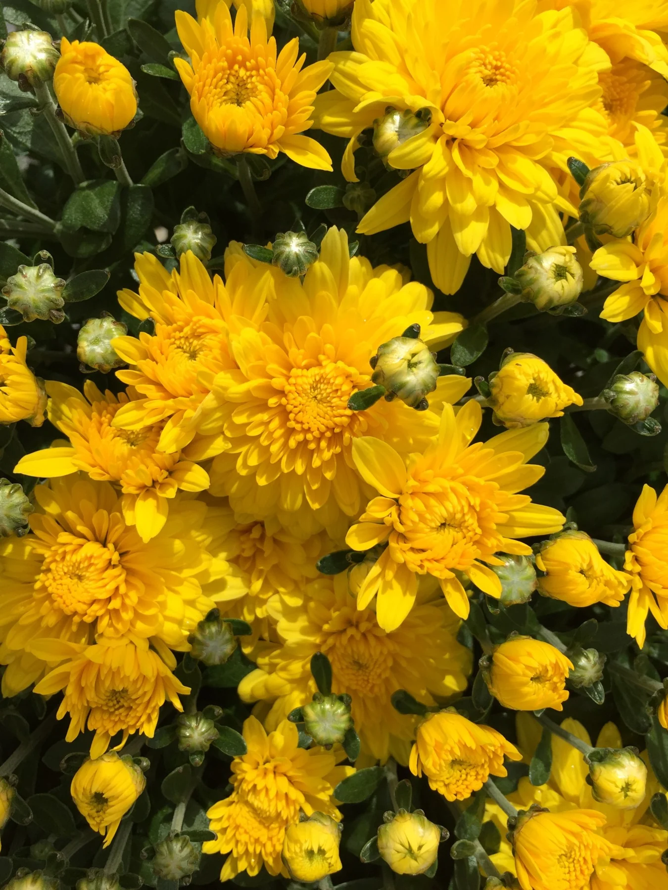 Close-up of yellow chrysanthemums in bud and bloom, the nursery's home-grown fall mums.