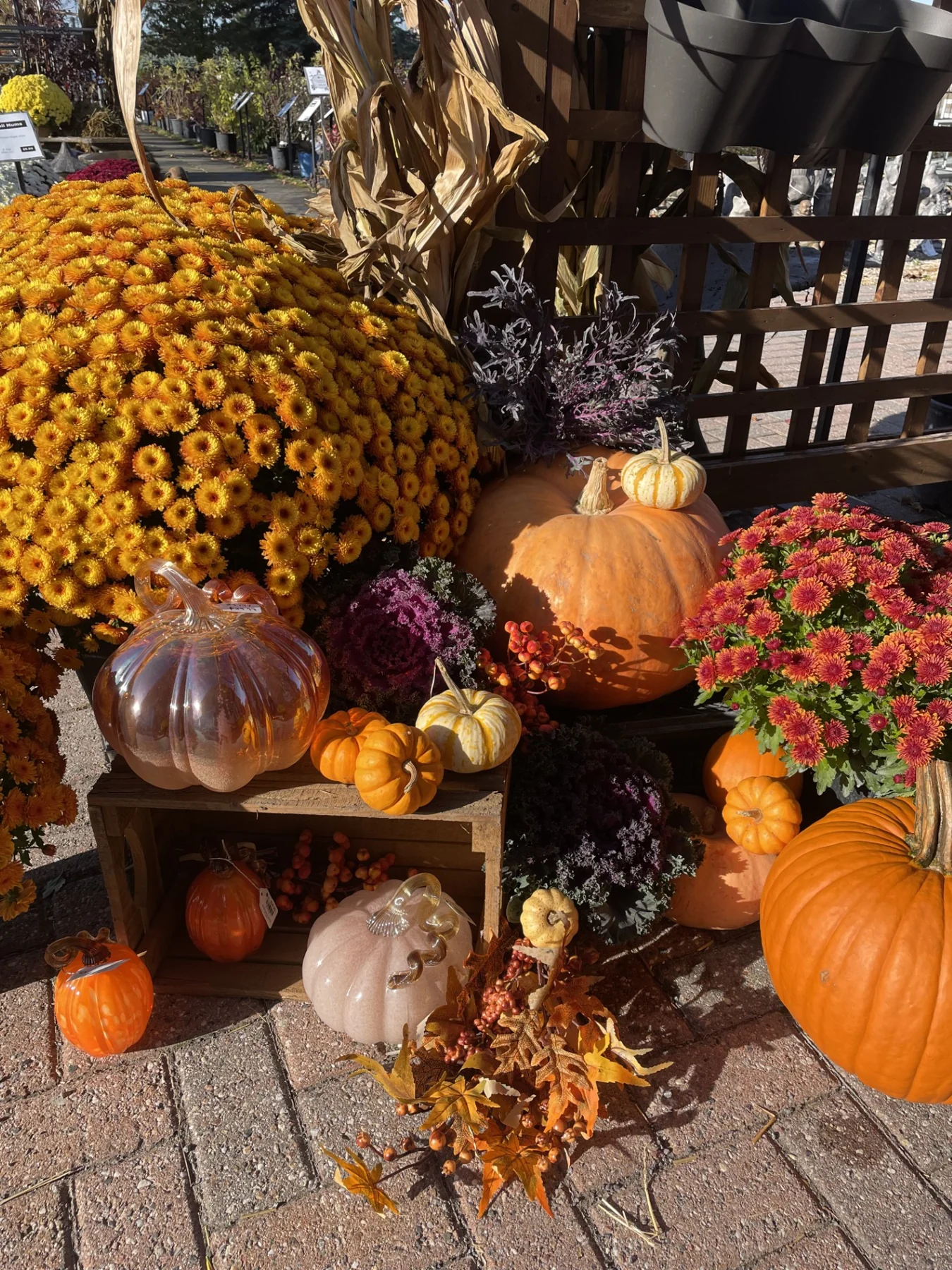 Autumn display at the nursery — mums, pumpkins and gourds, ornamental kale, corn stalks and wooden crates.